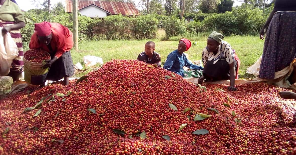 Kenyan farmers sorting freshly picked coffee cherries