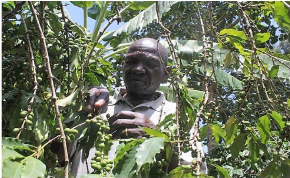 Hand picking ripe cherries